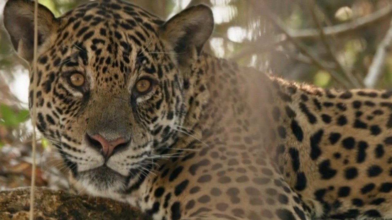 Au nom des jaguars